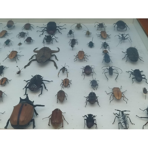 52 - Collection of 62 Beetles From Around the World in a Wooden Wall Mountable Display Case. 46cm x 46cm.