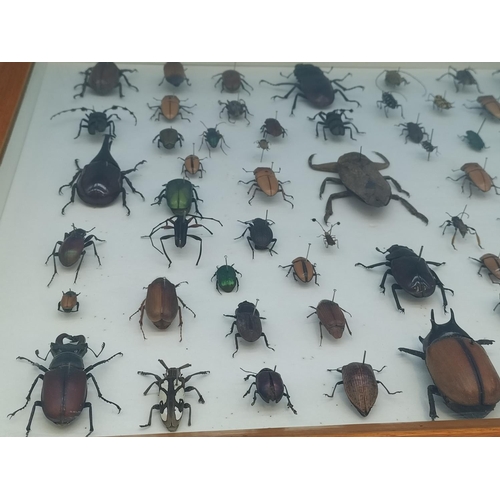 52 - Collection of 62 Beetles From Around the World in a Wooden Wall Mountable Display Case. 46cm x 46cm.