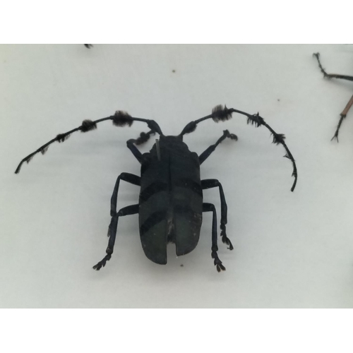 52 - Collection of 62 Beetles From Around the World in a Wooden Wall Mountable Display Case. 46cm x 46cm.