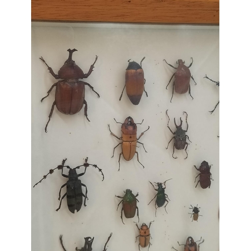 52 - Collection of 62 Beetles From Around the World in a Wooden Wall Mountable Display Case. 46cm x 46cm.