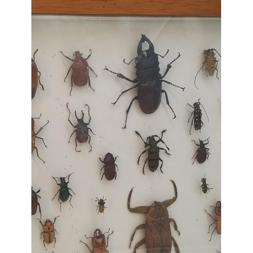 52 - Collection of 62 Beetles From Around the World in a Wooden Wall Mountable Display Case. 46cm x 46cm.