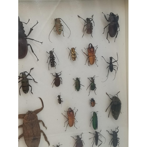 52 - Collection of 62 Beetles From Around the World in a Wooden Wall Mountable Display Case. 46cm x 46cm.