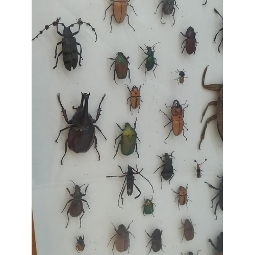 52 - Collection of 62 Beetles From Around the World in a Wooden Wall Mountable Display Case. 46cm x 46cm.