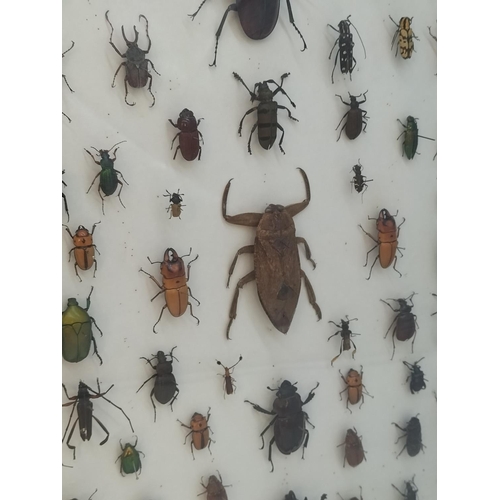 52 - Collection of 62 Beetles From Around the World in a Wooden Wall Mountable Display Case. 46cm x 46cm.