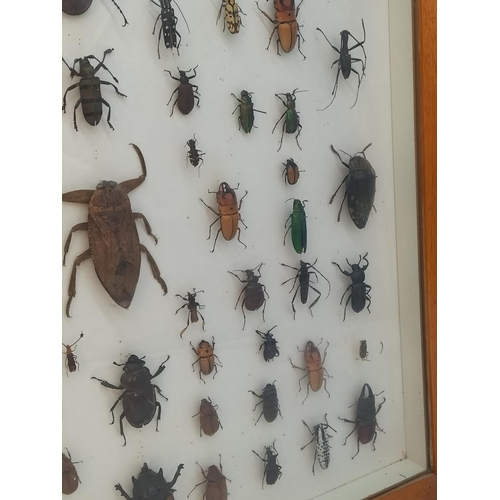 52 - Collection of 62 Beetles From Around the World in a Wooden Wall Mountable Display Case. 46cm x 46cm.