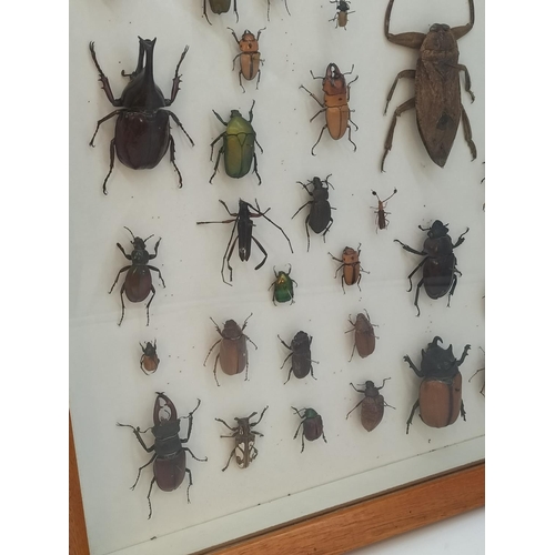 52 - Collection of 62 Beetles From Around the World in a Wooden Wall Mountable Display Case. 46cm x 46cm.