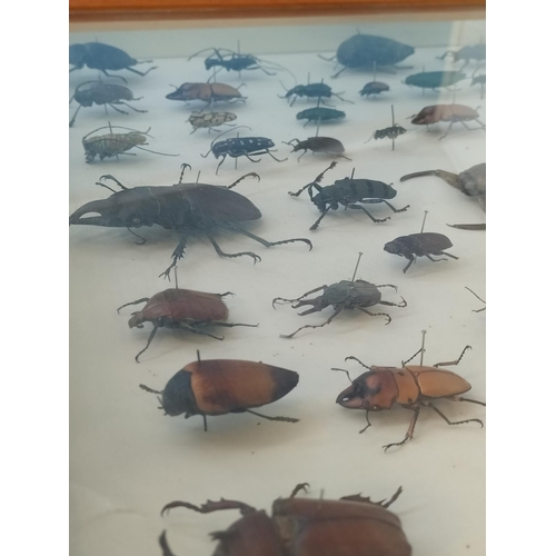 52 - Collection of 62 Beetles From Around the World in a Wooden Wall Mountable Display Case. 46cm x 46cm.