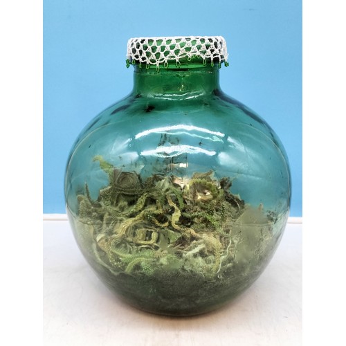 38 - Green Glass Terrarium (with plants). 35cm Tall, 28cm Diameter.