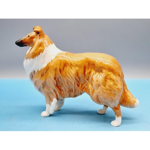 470 - Beswick Figure of a Collie Dog 'Lochinver of Lady Park'. 14cm High x 20cm.