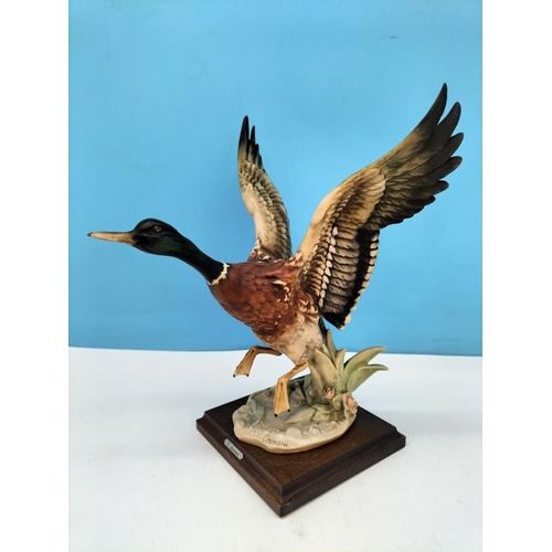 74 - Guiseppe Armarni Capodimonte Figure of a Flying Duck Signed to Base c1980-85. On Wooden Plinth