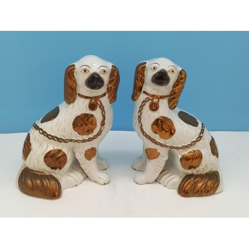 336 - Pair of Mid/Late 19th Century Staffordshire Mantel Dogs, Hand Painted with a Gold Lustre Finish. 22c... 