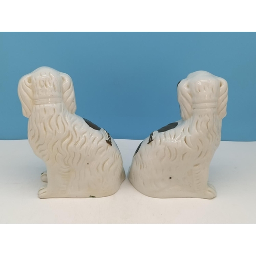 336 - Pair of Mid/Late 19th Century Staffordshire Mantel Dogs, Hand Painted with a Gold Lustre Finish. 22c... 