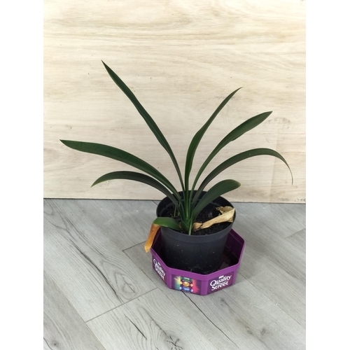 223 - Potted Orchid/Lily Plants (2). Collection Only.