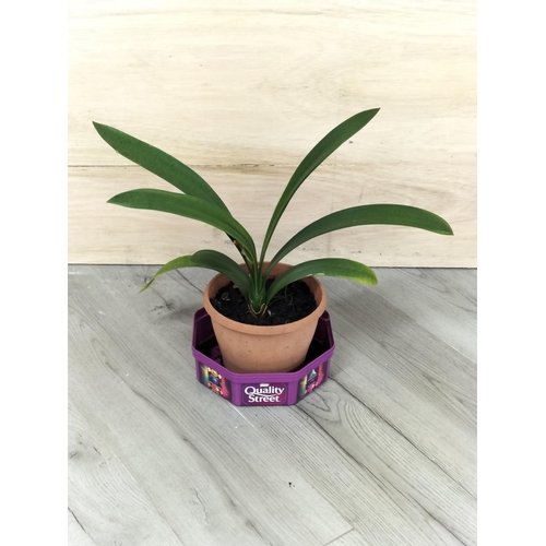 223 - Potted Orchid/Lily Plants (2). Collection Only.