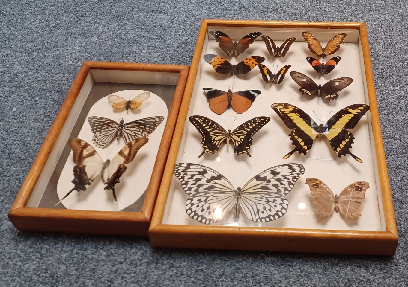 TWO CASES OF TAXIDERMY BUTTERFLIES