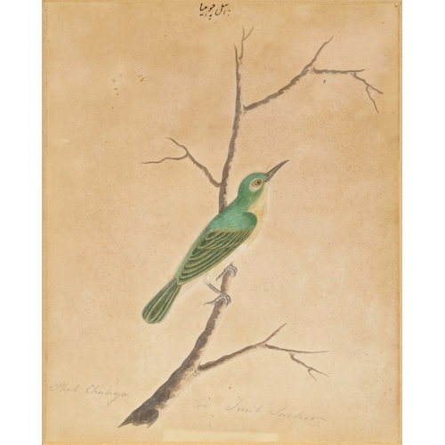 133 - A FINE PAIR OF EARLY 19TH CENTURY INDIAN KALKUTTA COMPANY SCHOOL PAINTINGS OF BIRDS    A fine pair o... 