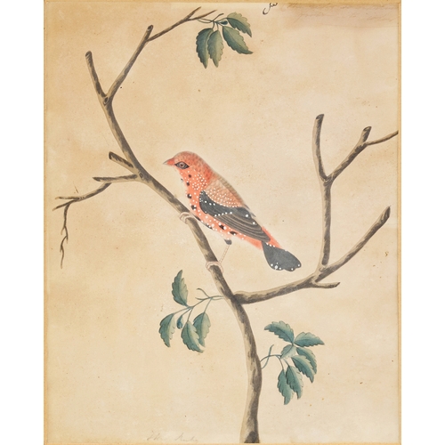 133 - A FINE PAIR OF EARLY 19TH CENTURY INDIAN KALKUTTA COMPANY SCHOOL PAINTINGS OF BIRDS    A fine pair o... 