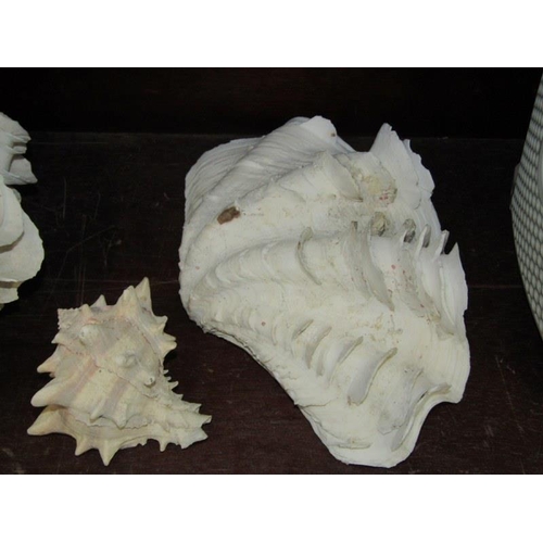 426 - SHELLS, large conche shell and 3 others