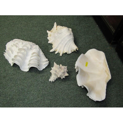 426 - SHELLS, large conche shell and 3 others