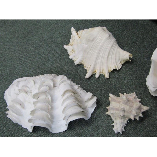 426 - SHELLS, large conche shell and 3 others