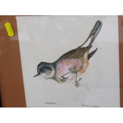 116 - PATRICIA WEAVER, 3 signed watercolour bird studies including 'Dartford Warbler'