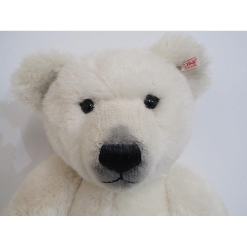 494 - STEIFF BEAR, Polar ted - (alpaca),no 036514, 64cm height, with box and COA