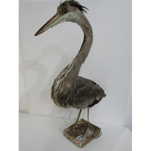 502 - TAXIDERMY, mounted display of Heron