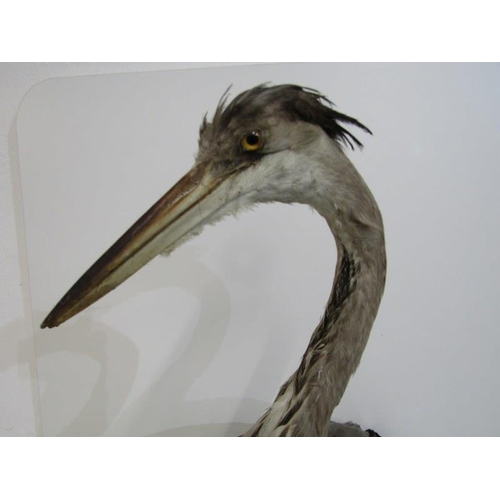 502 - TAXIDERMY, mounted display of Heron