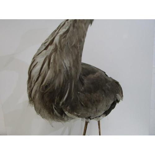 502 - TAXIDERMY, mounted display of Heron