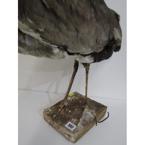 502 - TAXIDERMY, mounted display of Heron