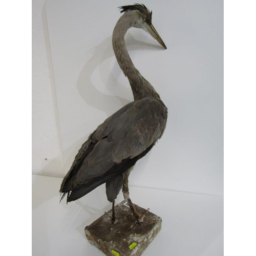 502 - TAXIDERMY, mounted display of Heron