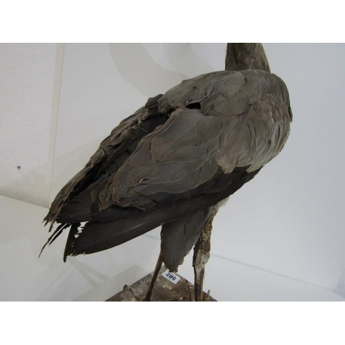 502 - TAXIDERMY, mounted display of Heron