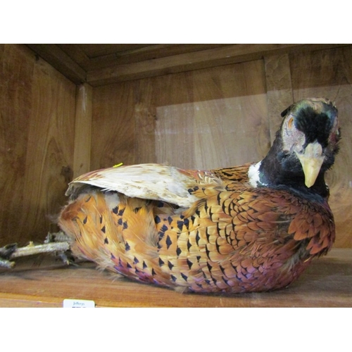 476 - TAXIDERMY, display of Pheasant