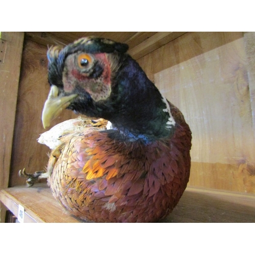 476 - TAXIDERMY, display of Pheasant