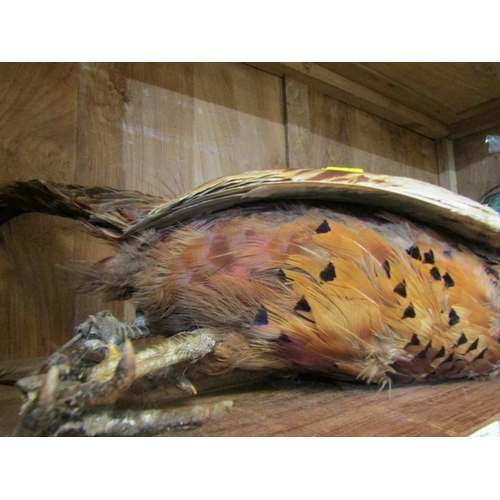 476 - TAXIDERMY, display of Pheasant