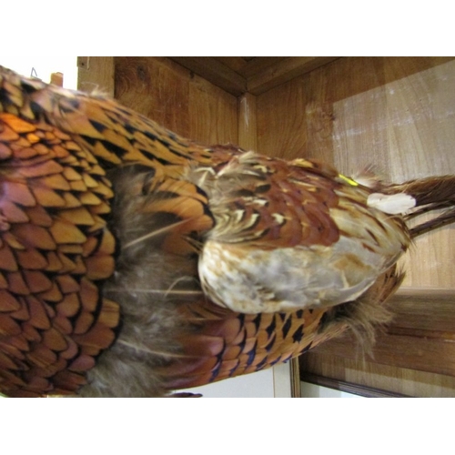 476 - TAXIDERMY, display of Pheasant