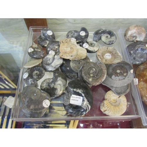 452 - FOSSILS, 2 trays of various fossils including Gonsiatite (Morocco) & numerous other examples