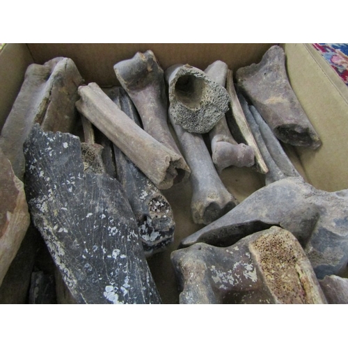 527 - MINERALS/FOSSILS, a box full of uncut stones/minerals, together with a box of North Sea deer bones (... 