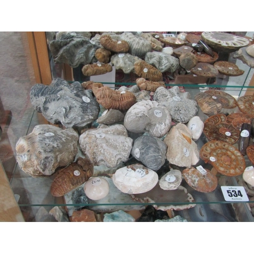 534 - FOSSILS, variety of stone set fossils, ammonite and others, various sizes and colours
