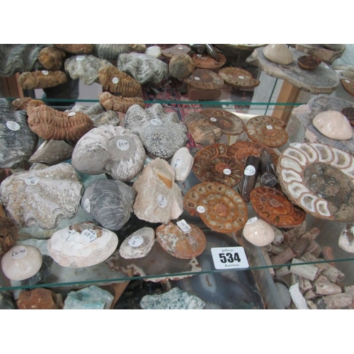 534 - FOSSILS, variety of stone set fossils, ammonite and others, various sizes and colours