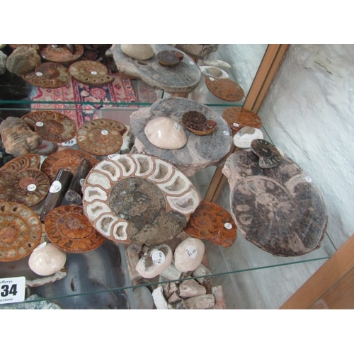 534 - FOSSILS, variety of stone set fossils, ammonite and others, various sizes and colours