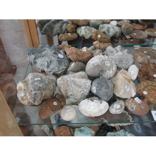 534 - FOSSILS, variety of stone set fossils, ammonite and others, various sizes and colours