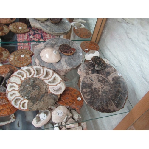 534 - FOSSILS, variety of stone set fossils, ammonite and others, various sizes and colours
