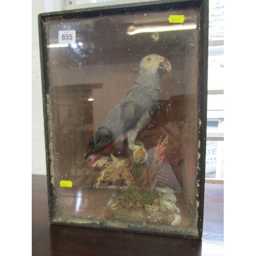 655 - TAXIDERMY, an African grey parrot in glazed case, height 38cm