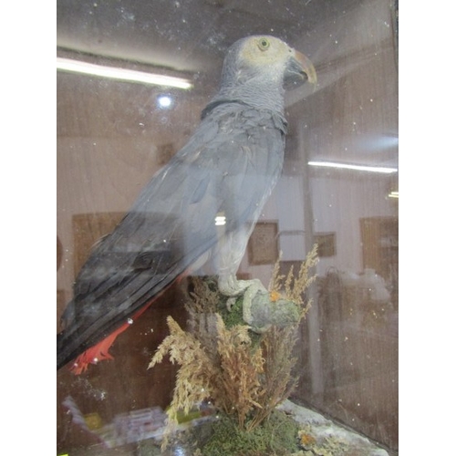 655 - TAXIDERMY, an African grey parrot in glazed case, height 38cm