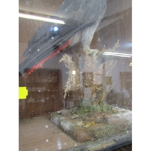655 - TAXIDERMY, an African grey parrot in glazed case, height 38cm