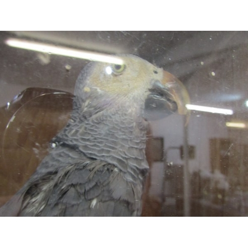 655 - TAXIDERMY, an African grey parrot in glazed case, height 38cm