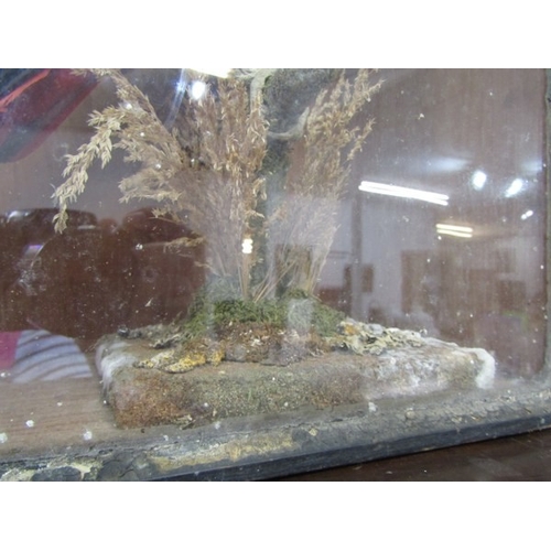 655 - TAXIDERMY, an African grey parrot in glazed case, height 38cm