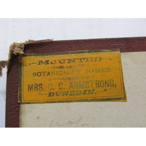 500 - ANTIQUARIAN BOOK, 'New Zealand Ferns', a 19th century hand produced volume containing pages of hand ... 