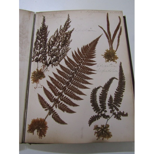 500 - ANTIQUARIAN BOOK, 'New Zealand Ferns', a 19th century hand produced volume containing pages of hand ... 